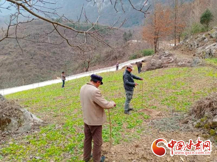 【甘肅全民戰(zhàn)“疫”】戰(zhàn)“疫”中，隴南稻坪的春天