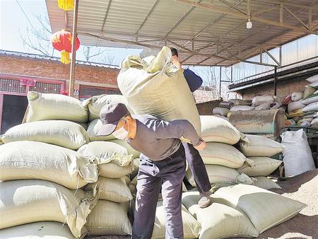 慶陽(yáng)寧縣中藥材合作社有序恢復(fù)生產(chǎn)