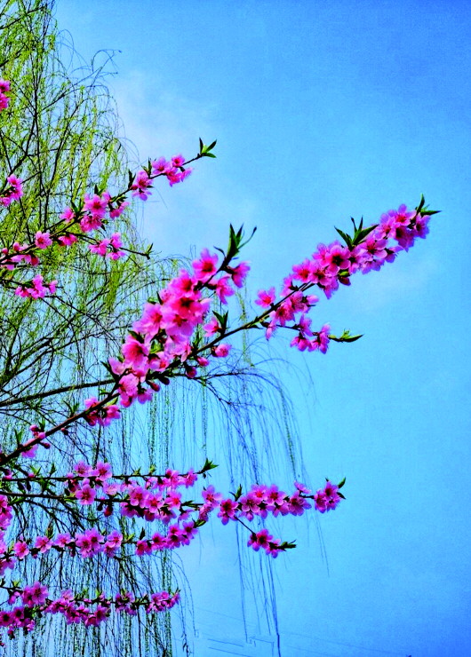 銅城桃花嫵媚綻放！君莫宅家辜負(fù)春光美景