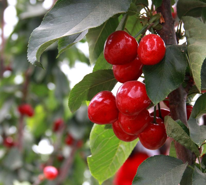 趕緊約起來！民勤紅旗谷櫻桃采摘園開園啦！