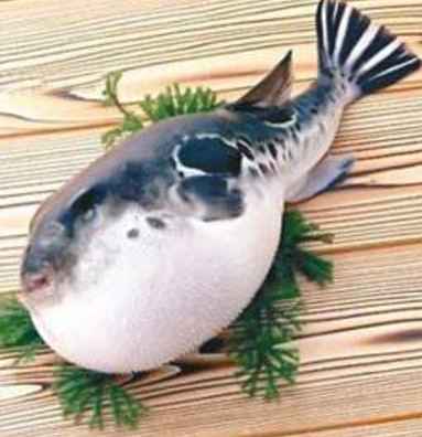 蘭州市市場(chǎng)監(jiān)督管理局發(fā)布通告禁止違法加工、經(jīng)營(yíng)河豚魚(yú)