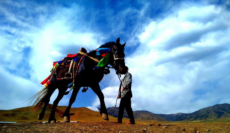 好消息！天祝被命名為“中國高原走馬之鄉(xiāng)”