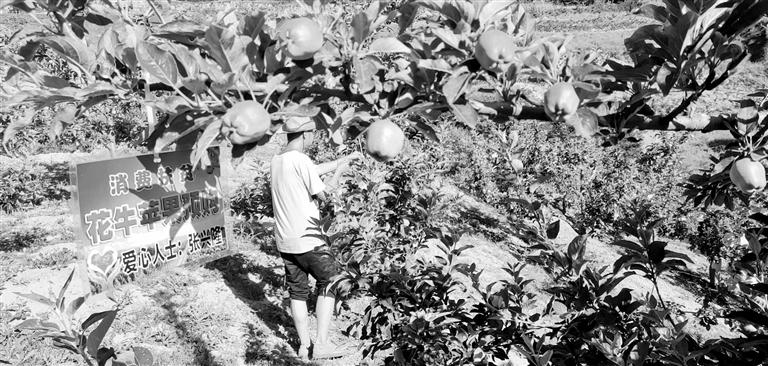 “于堡村果園”開張記——認購“一棵樹”，結(jié)出“致富果”