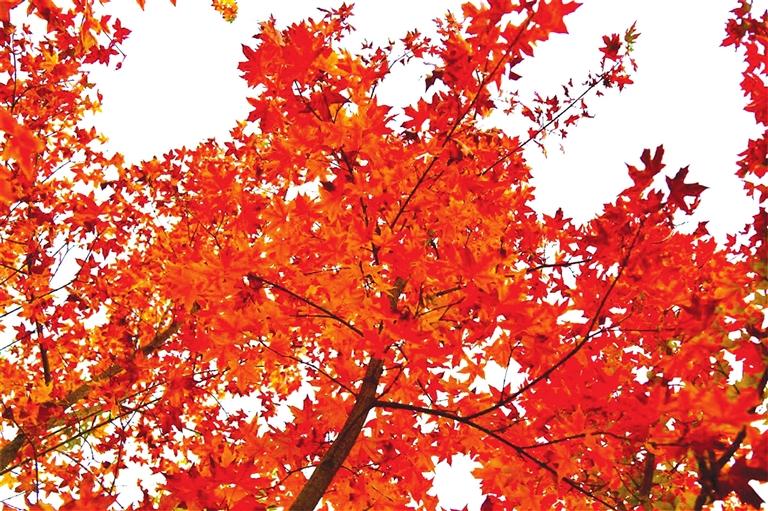 出彩啦！蘭州高校秋景驚艷來襲，快到秋日調(diào)色盤里pick你的母校