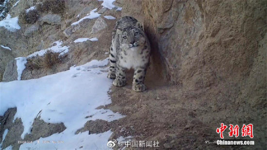 精靈漫步！甘肅阿克塞祁連山深處現(xiàn)雪豹身影