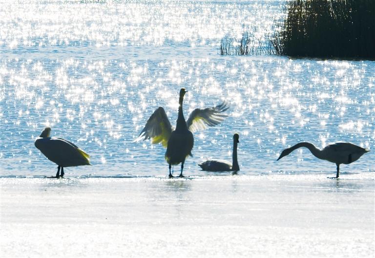 臨夏州永靖縣鹽鍋峽鎮(zhèn)境內(nèi)的黃河八盤峽水庫(kù)成為天鵝等候鳥(niǎo)越冬的樂(lè)園