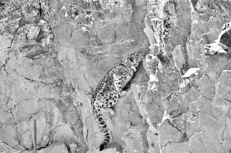 首例！肅北鹽池灣保護(hù)區(qū)一只雪豹被戴上定位項(xiàng)圈