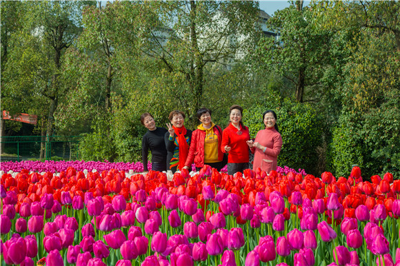 游客在郁金香花海里拍照打卡。羅云希 攝