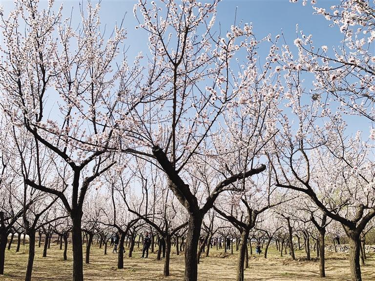 唐汪川的杏花開了！周邊游再添好去處