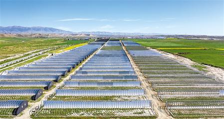 武威天?？h松山鎮(zhèn)德吉新村秀珍菇科技產(chǎn)業(yè)園初具規(guī)模