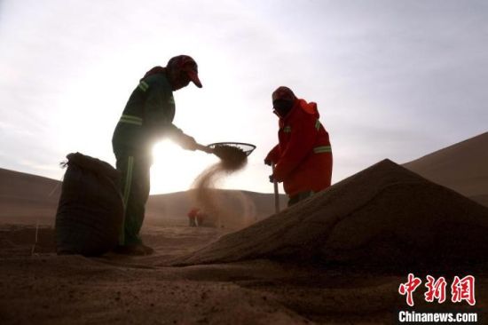 圖為“駱駝保姆”用土方法清理駝糞?！垥粤?攝