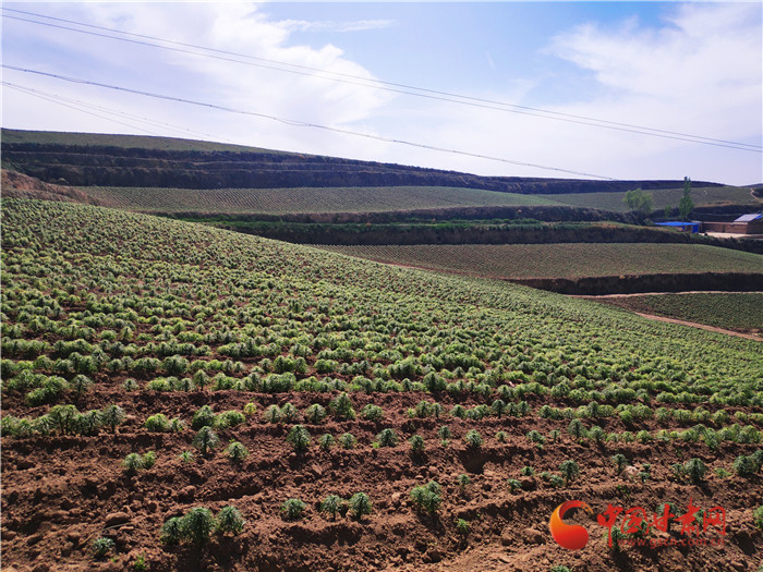 甘肅省大力推進(jìn)大宗地產(chǎn)中藥材趁鮮切制