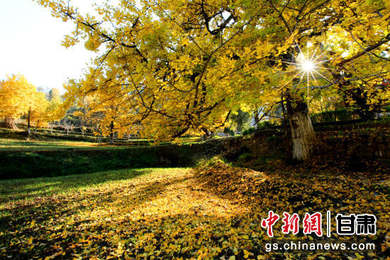 隴南徽縣銀杏樹最美的時候，當(dāng)屬每年的10月至11月。圖為樹葉已染黃的銀杏樹。張承榮 攝