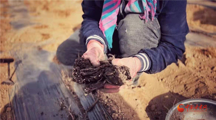 【隴拍客】好消息！榆中縣馬坡鄉(xiāng)在高海拔的馬銜山山麓種植1500畝當歸