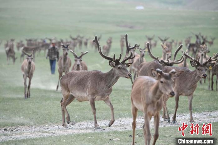 圖為肅南縣馬鹿養(yǎng)殖場內(nèi)的鹿群。　楊艷敏 攝