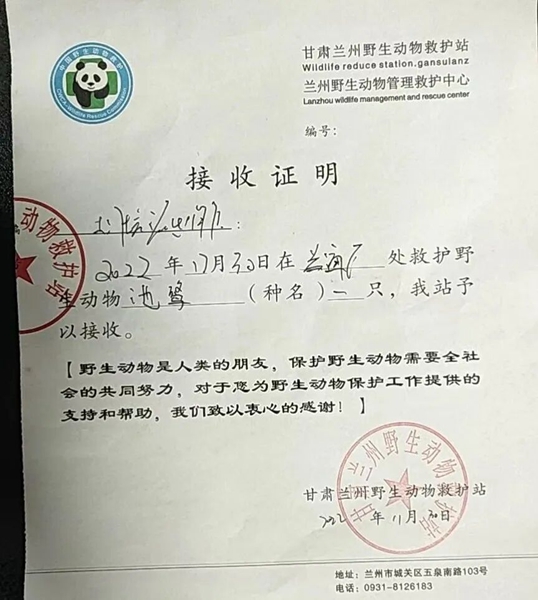 受到救助的池鷺被蘭州野生動(dòng)物保護(hù)站接收。（蘭州市公安局七里河分局供圖）