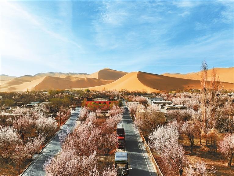 近日，敦煌鳴沙山下的李廣杏杏花陸續(xù)開放，美如畫卷。新甘肅·甘肅日報通訊員　張曉亮