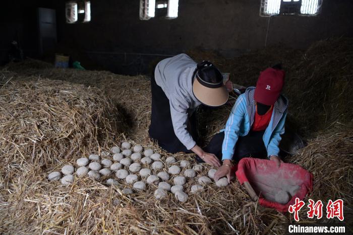 酒曲成型之后入曲房，入室之前要灑水，再鋪青稞草，防止曲塊的水分被吸走，曲房內(nèi)有通風(fēng)道、窗戶、暖氣、電熱爐等各種控制曲房溫度的設(shè)備。圖為5月10日，工作人員將成型的曲塊搬運(yùn)到曲房。九美旦增　攝