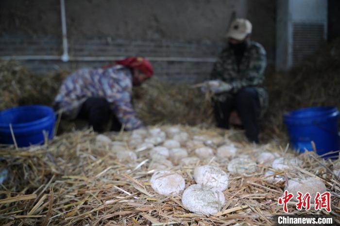 酒曲從曲坯入房培養(yǎng)到培養(yǎng)結(jié)束，整個(gè)培養(yǎng)周期控制在4至8天，曲坯的要求光滑，軟硬適宜，手按曲坯不松散，結(jié)實(shí)，薄厚一致。圖為5月10日，工作人員準(zhǔn)備將培養(yǎng)好的曲坯拿到外面晾曬。九美旦增　攝