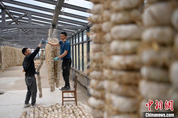 圖為5月10日，工作人員將用青稞面和青稞草等制成的曲坯用繩子串起來晾曬。九美旦增　攝