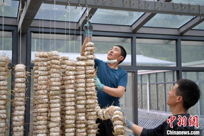 圖為5月10日，工作人員將用青稞面和青稞草等制成的曲坯用繩子串起來晾曬。九美旦增　攝