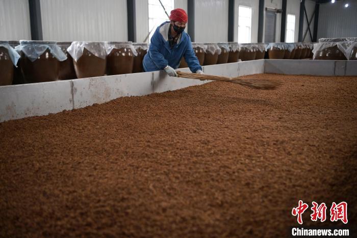 圖為5月10日，工作人員整理鋪撒的酒醅。九美旦增　攝