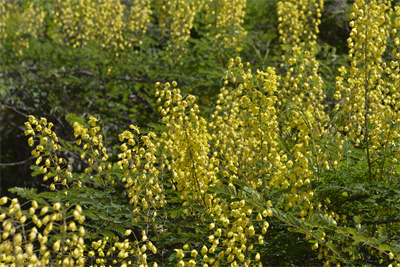 1741593277291772.jpg 云實 (1).JPG