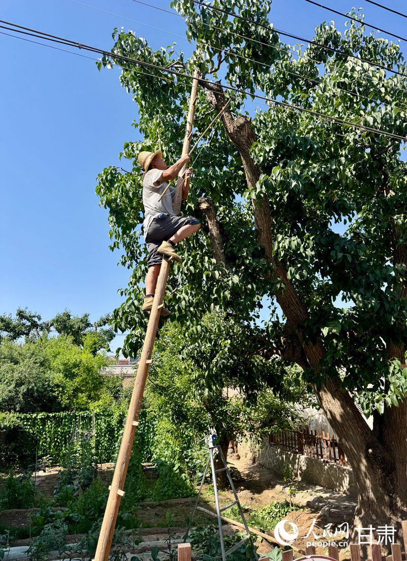 什川古梨園果農(nóng)魏至玉正踩著蜈蚣梯修剪自家的百年梨樹。人民網(wǎng)記者 焦隆攝