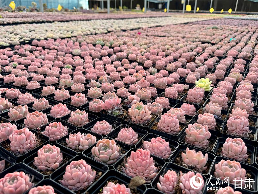 蘭州鑫源現(xiàn)代農(nóng)業(yè)休閑觀光旅游景區(qū)多肉大棚。人民網(wǎng)記者 焦隆攝