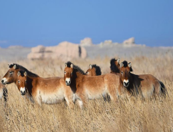 敦煌西湖保護區(qū)普氏野馬扎根故土